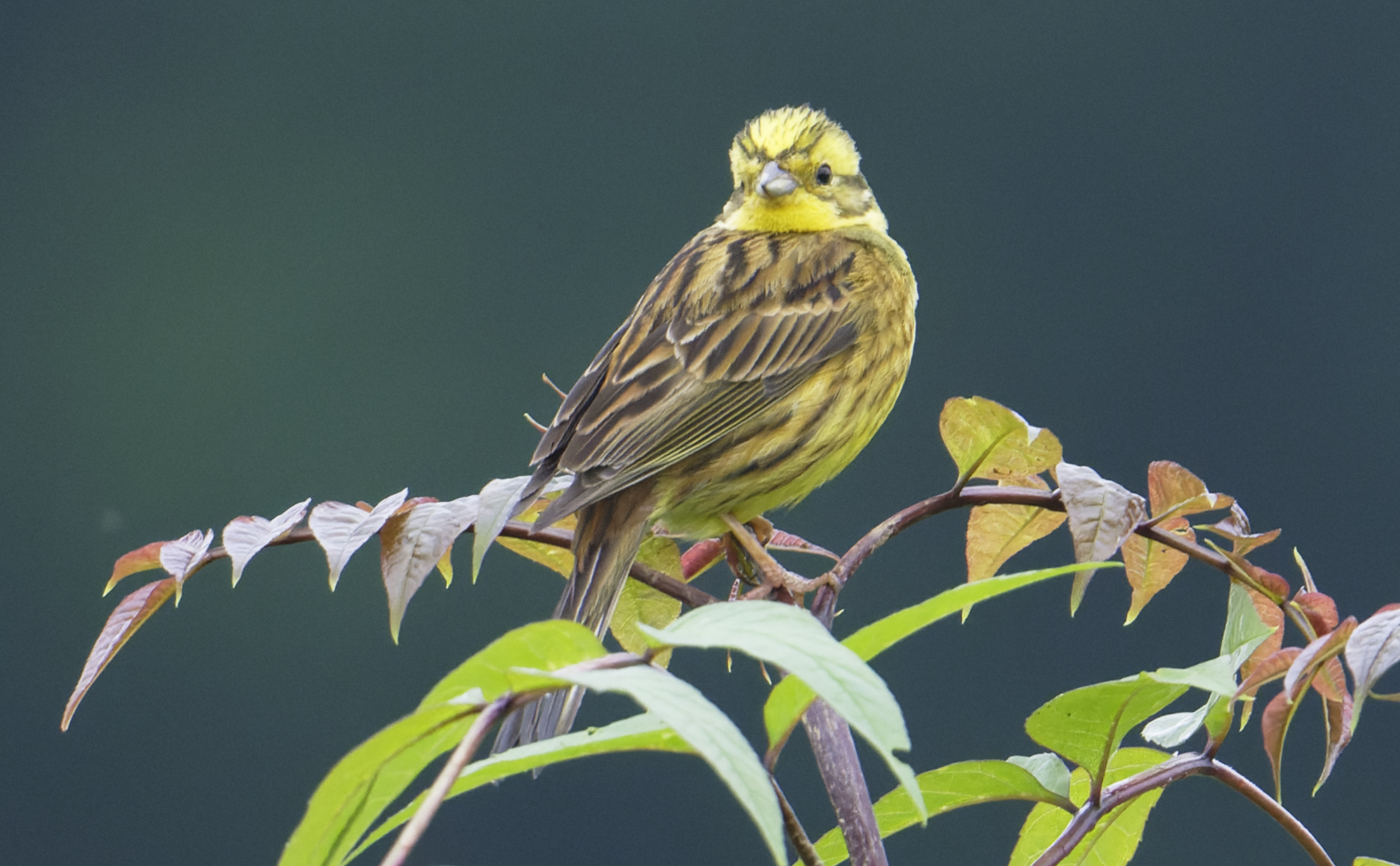 Bruant jaune GODS J. Pellerin.jpg (2.05 MB)