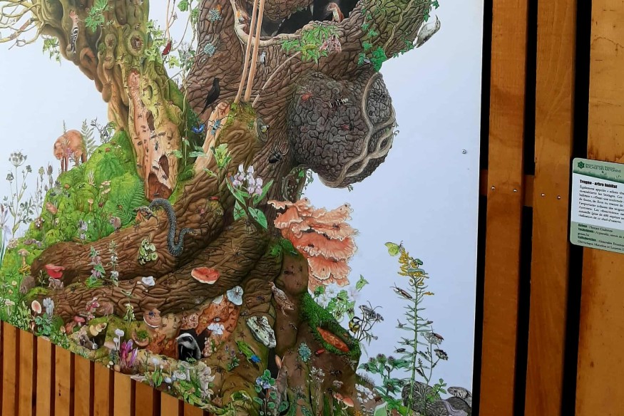 10 ans de la réserve naturelle des Antonins : l’art pour sensibiliser