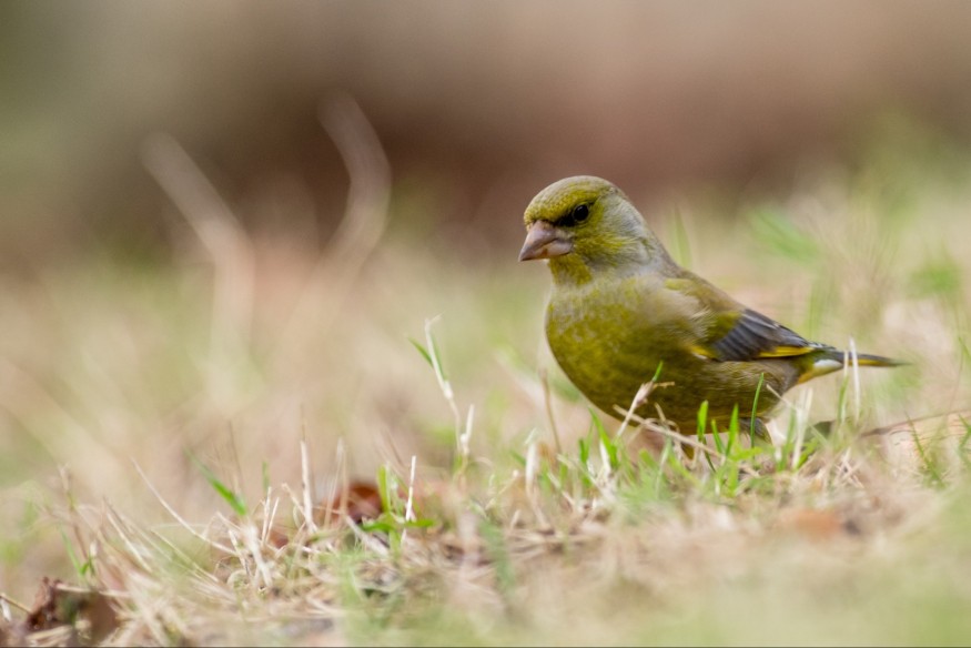 "On a une diminution assez forte de la population d'oiseaux" alerte le Groupe Ornithologique des Deux-Sèvres
