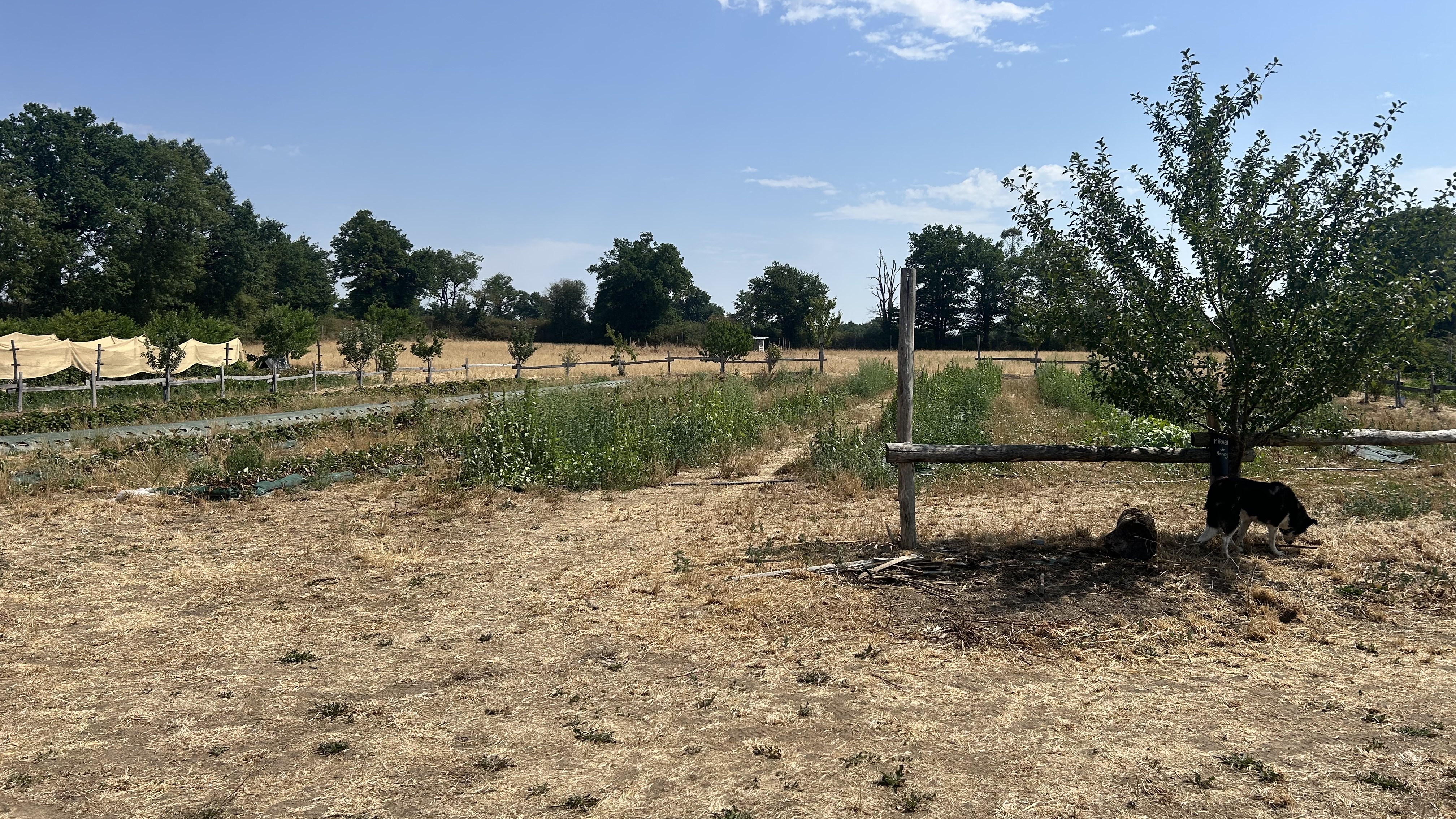 verger de babette.jpeg (3.77 MB)